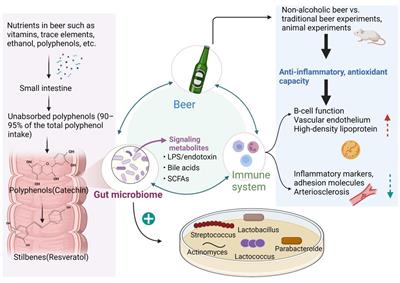 Beer-gut microbiome alliance: a discussion of beer-mediated immunomodulation via the gut microbiome